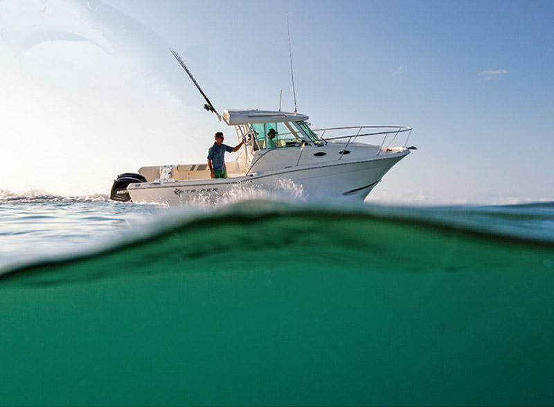 Featured image for “Striper”