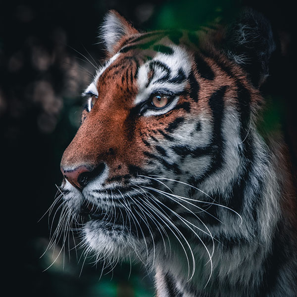 Featured image for “Minnesota Zoo – A Natural Wonder”